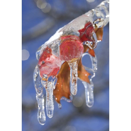 Canada, Quebec Ice-coated oak leaves after storm